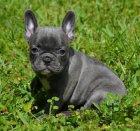 �T��ATA FRANCOUZSK�HO BULDO�KA