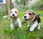 roztomil� �t��ata bigl