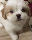 roztomil� �t��ata shih-tzu