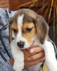 roztomil� beagle �t��ata