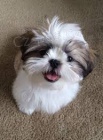 roztomil� �t��ata shih-tzu
