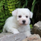 Bichon frise /Bi�onek