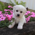 Bichon frise /Bi�onek