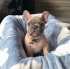 Francouzsky buldo�ek.