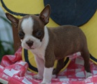 Boston terrier, Boston, Bostonsk� terier - �teniatka