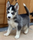 Sibi�sk� husky