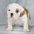 Anglick� buldok-s PP