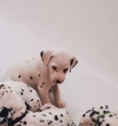 Rodokmen dalmatsk�ch �t��at