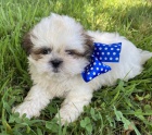 �t���tka Shih-tzu s PP(shi-tzu, shihtzu)