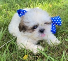 �t���tka Shih-tzu s PP(shi-tzu, shihtzu)