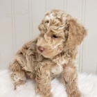 �t��ata pudl� samc� a samic