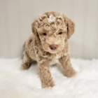 �t��ata pudl� samc� a samic