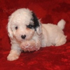 Pudlov� �t��ata