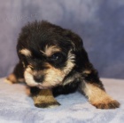 �t��ata miniaturn�ch kn�ra�� s rodokmenem na prodej