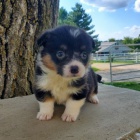 Zdrav� �t��ata Welsh Corgis Pembroke