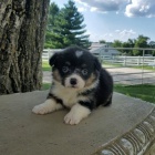 Zdrav� �t��ata Welsh Corgis Pembroke