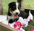 Kr�sn� o�kovan� border kolie