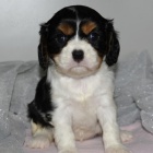 Zdrav� �t���tka King Charles Spaniel jsou k dispozici