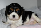 Zdrav� �t���tka King Charles Spaniel jsou k dispozici