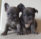 francouzsk� buldok �t��ata