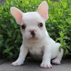 Francouzsk� buldo�ek 