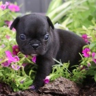 Francouzsk� buldo�ek-ps�k a feno�ka