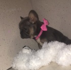 Francouzsk� buldo�ek s pp