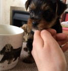 Jork�irsk� terier s PP/FCI 