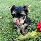  jork�irsk� teri�r s pp- �t���tka