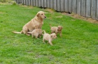 Labrador Retriever - �teniatka s rodokme�om