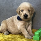 Zdrav� zlat� retr�vr �t��ata