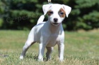 �t��ata Jack Russell teri�r