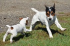 Prod�m �t��ata JACK RUSSELL TER�ER