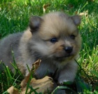 N�meck� �pic / pomeranian