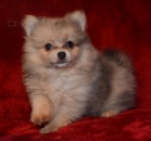 Pred�m ps�ka - pomeranian, nemeck� �pi