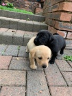 Prod�m posledn� �istokrevna �t��ata Labradorskeho retrivra s PP
