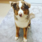 Kr�sn� australsk� ov��k p�ipraven 13 t�dn�