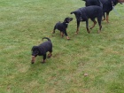 Beaucerons pro nov� domovy...