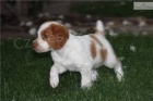 �t��ata Brittany Spaniel k dispozici