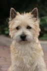 Cairn Terrier k p�ijet� nyn�