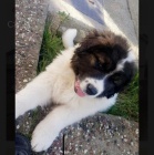 K dispozici �t��ata kavkazsk�ho ov��ka