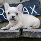 Francouzsk� buldo�ek