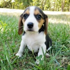 B�gl / kouzeln� trikolor �t���tka