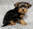 Prod�m kr�sn�ho pejska jork��r teri�r 