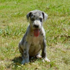 ZDRAV� �t��ata doga