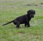 Na prodej ��asn� doga �t��ata