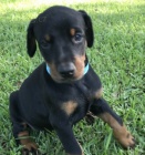 Dobrman �t���tka