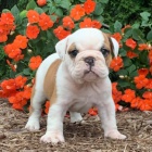 Anglick� buldok �t��ata na prodej.