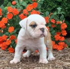 Anglick� buldok �t��ata na prodej.