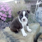 Bostonsk� terier - �t���tka s pp